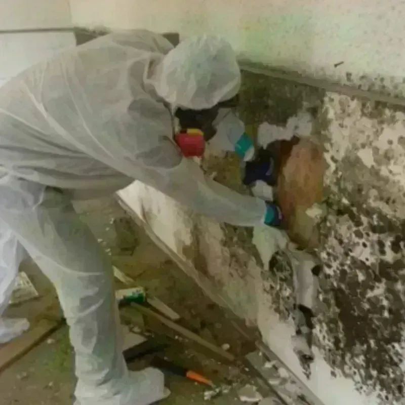 Best Mold Remediation and Removal Service in Conway Springs, KS